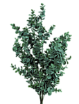 Море Зеленые морские водоросли в виде куста аватар