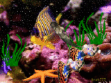 Море Обитатели морских глубин аватар
