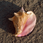 Море Ракушка лежит  на песке аватар