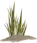 Море Морские водоросли с острыми листьями аватар