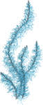 Море Голубые морские водоросли аватар