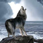 Море Волк воет на камне в море аватар