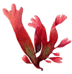 Море Красные морские водоросли аватар