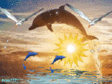 Море На фоне заходящего солнца резвятся дельфины аватар
