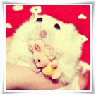 Мышки, хомяки Белый хомяк с игрушкой аватар