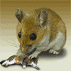Мышки, хомяки Игра в кошки-мышки аватар