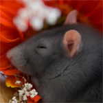 Мышки, хомяки Серая крыска спит на цветочках аватар