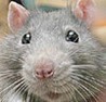 Мышки, хомяки Мышонок аватар