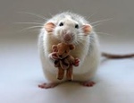 Мышки, хомяки Мышка с мишкой аватар
