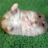 Мышки, хомяки Хомячок отдыхает на лужайке аватар