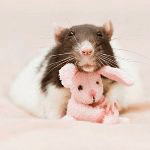 Мышки, хомяки Мышка с розовым плюшевым зайцем, автор moonlightlady аватар