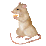 Мышки, хомяки Жующая мышка аватар