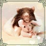 Мышки, хомяки Чёрно-белая крыска лежит в обнимку с игрушечным зайчиком аватар