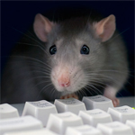 Мышки, хомяки Серая крыска на компьютерной клавиатуре аватар
