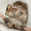 Мышки, хомяки Мадагаскарский хомяк смеётся аватар