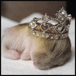 Мышки, хомяки Джунгарский хомяк с короной аватар