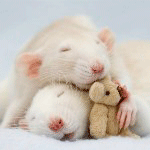 Мышки, хомяки Два мышонка спят с плюшевым мишкой, автор moonlightlady аватар