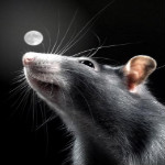 Мышки, хомяки Серая крыса на фоне ночного неба и луны аватар