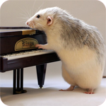 Мышки, хомяки Крыса играет на пианино аватар