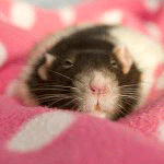 Мышки, хомяки Мышонок спит на розовом одеяльце с белыми кружочками аватар