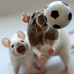 Мышки, хомяки Две крыски играют в футбол аватар