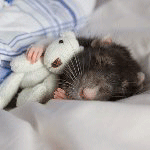 Мышки, хомяки Мышка спит с плюшевым медведем, автор moonlightlady аватар