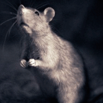 Мышки, хомяки Серая мышка аватар