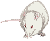 Мышки, хомяки Крыса рисунок аватар
