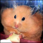 Мышки, хомяки Хомяк с большими щеками ест сыр аватар