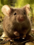 Мышки, хомяки Милая мышка аватар