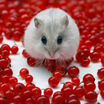 Мышки, хомяки Джунгарский хомяк в окружении красной смородины аватар