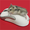 Мышки, хомяки Хомячок осваивает мышку аватар