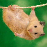 Мышки, хомяки Хомячок висит на нитке аватар