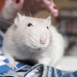 Мышки, хомяки Белая крыса аватар