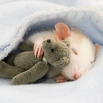 Мышки, хомяки Мышонок под одеяльцем спит плюшевым мишкой, автор moonlig аватар