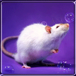 Мышки, хомяки Белая мышь и мыльные пузыри аватар