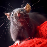 Мышки, хомяки Серая крыска на красных нитках аватар