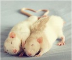 Мышки, хомяки Неподражаемые крысы джессики флоренс аватар
