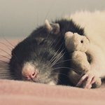 Мышки, хомяки Крыса спит в обнимку с игрушкой аватар