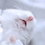 Мышки, хомяки Белый хомяк спит аватар