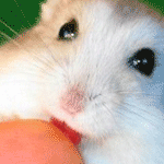 Мышки, хомяки Хомячок нюхает и лижет палец аватар