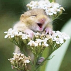 Мышки, хомяки Смеющийся хомяк на цветочке аватар