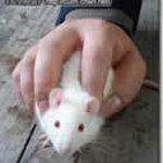 Мышки, хомяки Использование мыщки в вачестве мышки аватар