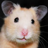 Мышки, хомяки Хомячок аватар