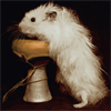 Мышки, хомяки Хомячок - исследователь аватар