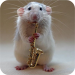 Мышки, хомяки Крыса играет на трубе аватар