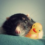 Мышки, хомяки Крыса спит возле игрушечной уточки аватар