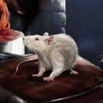 Мышки, хомяки Мышка серая присматривается аватар