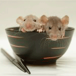 Мышки, хомяки Два мышонка в миске, автор moonlightlady аватар