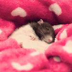 Мышки, хомяки Мышка спит в розовом одеяле с сердечками, moonlightlady аватар